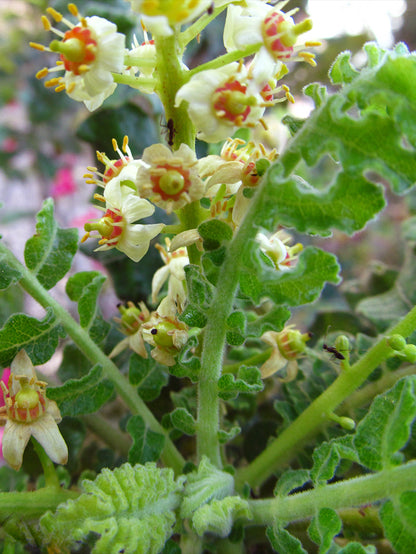 Boswellia Sacra Tree Seeds for Planting – Frankincense Tree Seeds