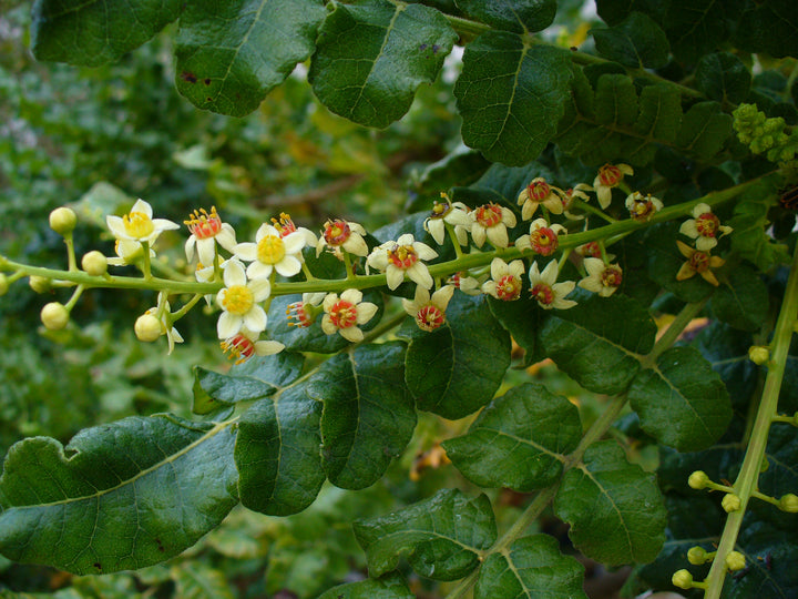 Boswellia Sacra Tree Seeds for Planting – Frankincense Tree Seeds