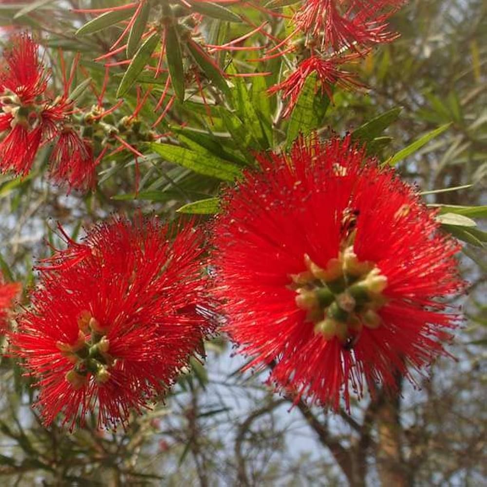 Bottle Brush flower seeds