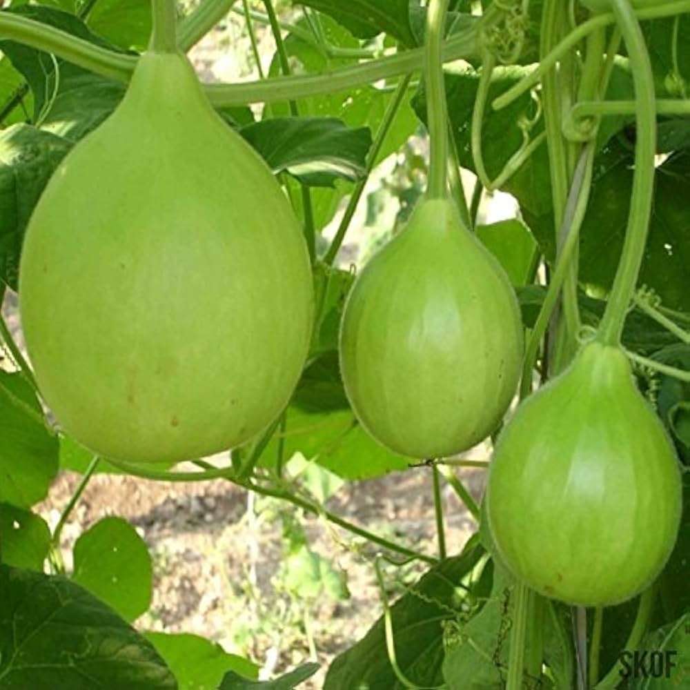 Bottle Gourd Seeds