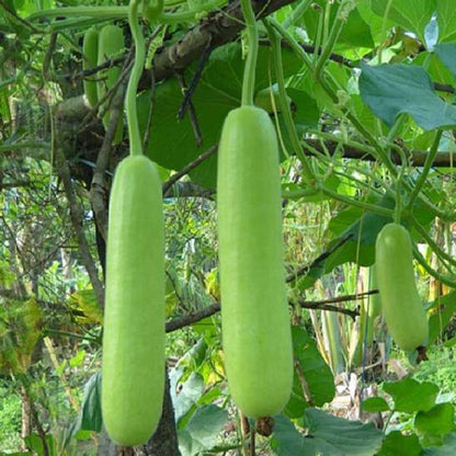 Bottle Gourd Seeds