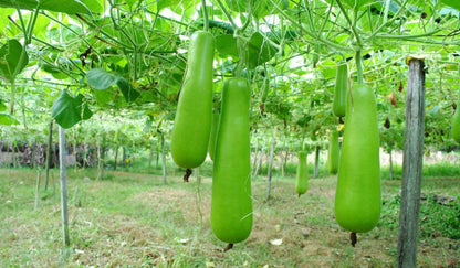 Bottle Gourd Seeds for Planting – Heirloom Non-GMO Garden Seeds