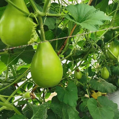 Bottle Gourd Vegetable Seeds for Planting – Heirloom Non-GMO Garden Seeds