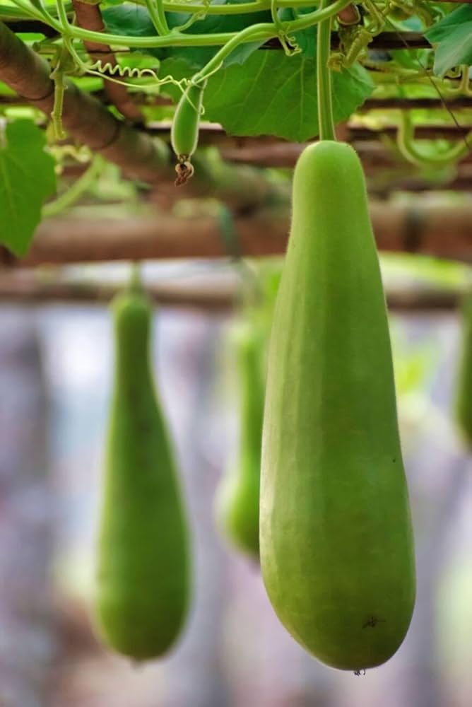 Bottle Gourd Garden Seeds
