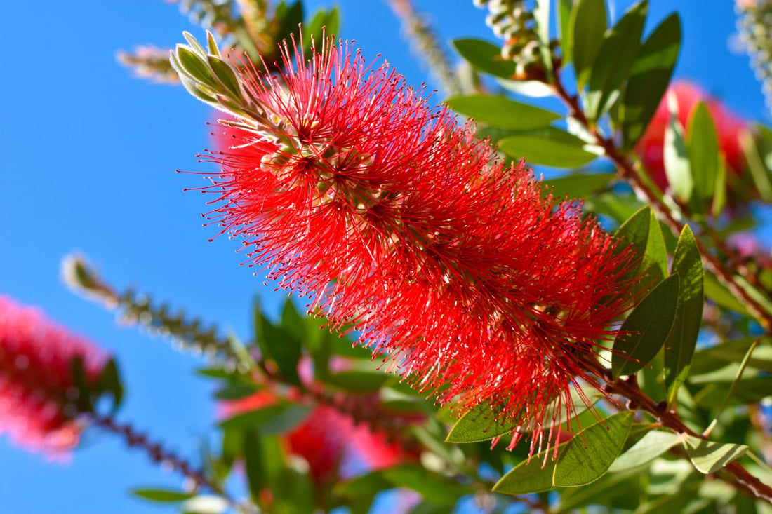 Bottlebrush flower seeds