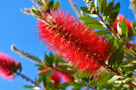 Bottlebrush flower seeds