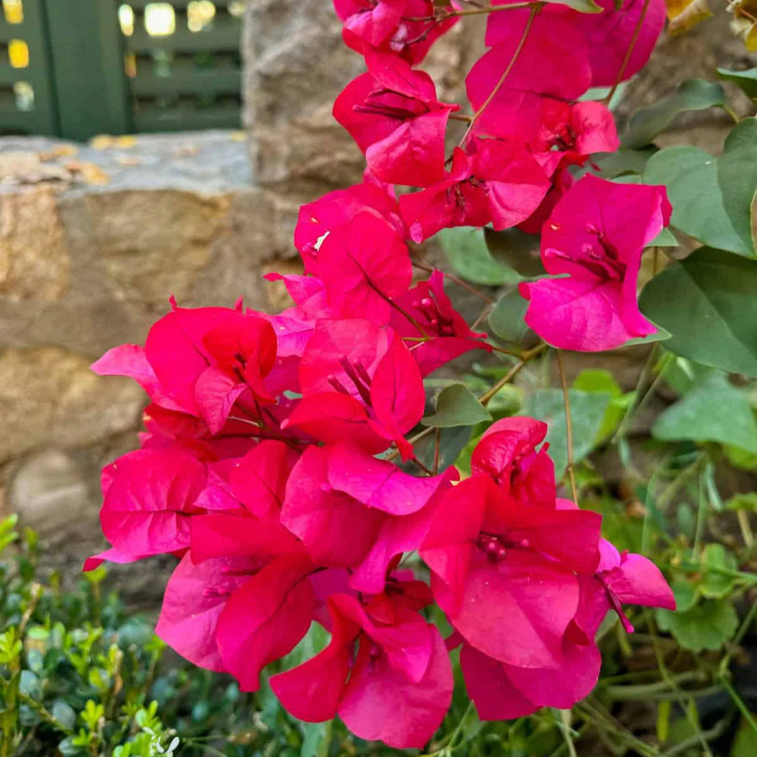 Bougainvillea flower seeds