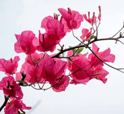 Vibrant Bougainvillea Growing in Sunny Patio Container