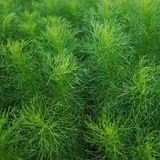 Bouquet Dill Herb Seeds for Planting – Heirloom Non-GMO Garden Seeds