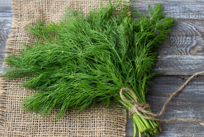 Bouquet Dill Herb Seeds growing with feathery green foliage and yellow flower clusters