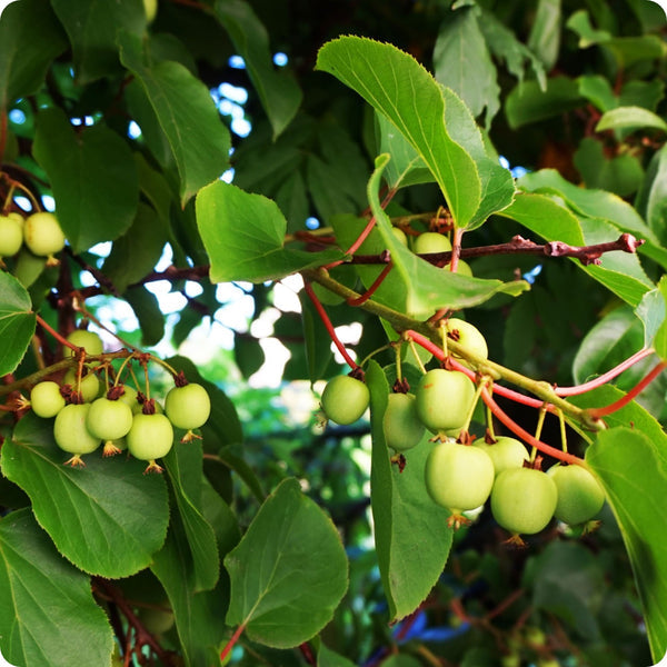bower kiwi seeds