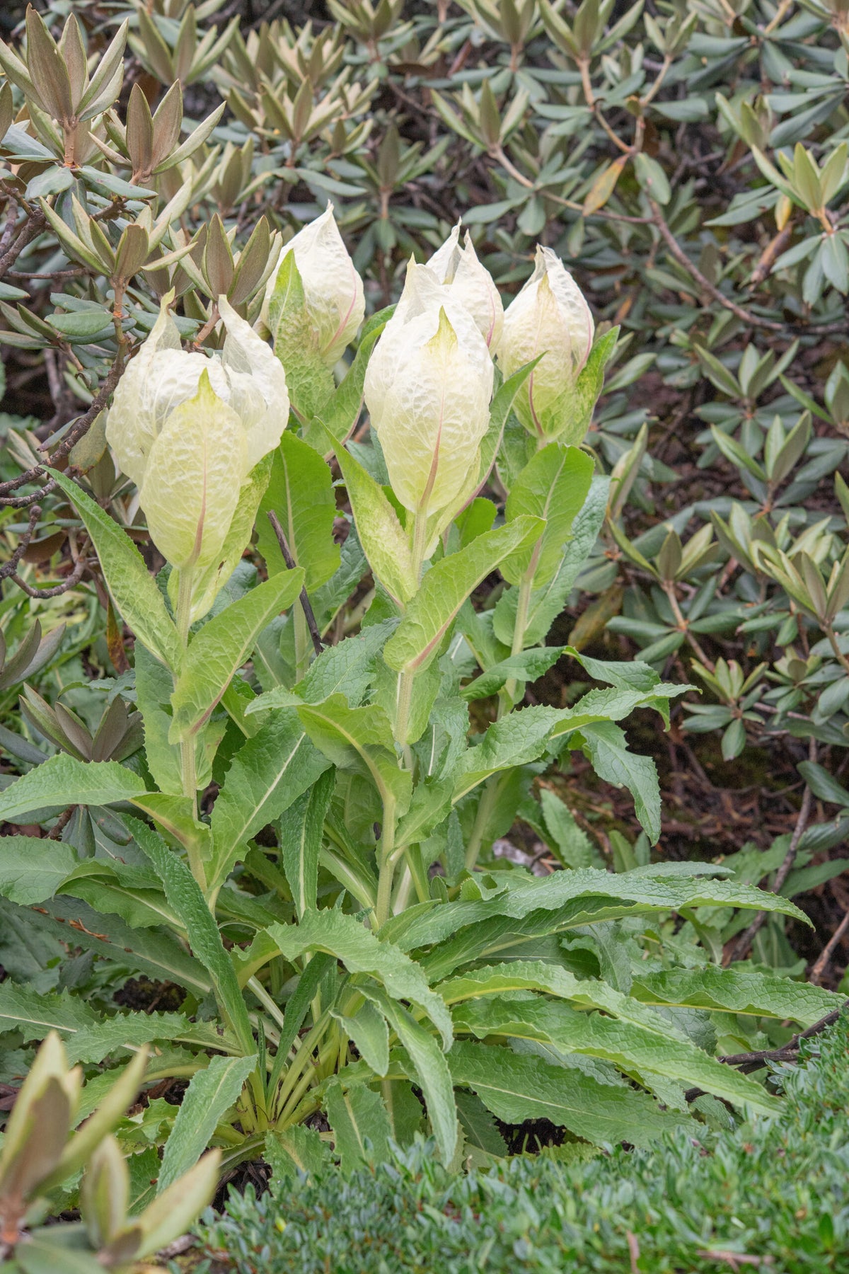 Brahma Kamal (Saussurea obvallata) flowering plant with pale protective bracts and distinctive flower heads in its natural Himalayan alpine habitat.