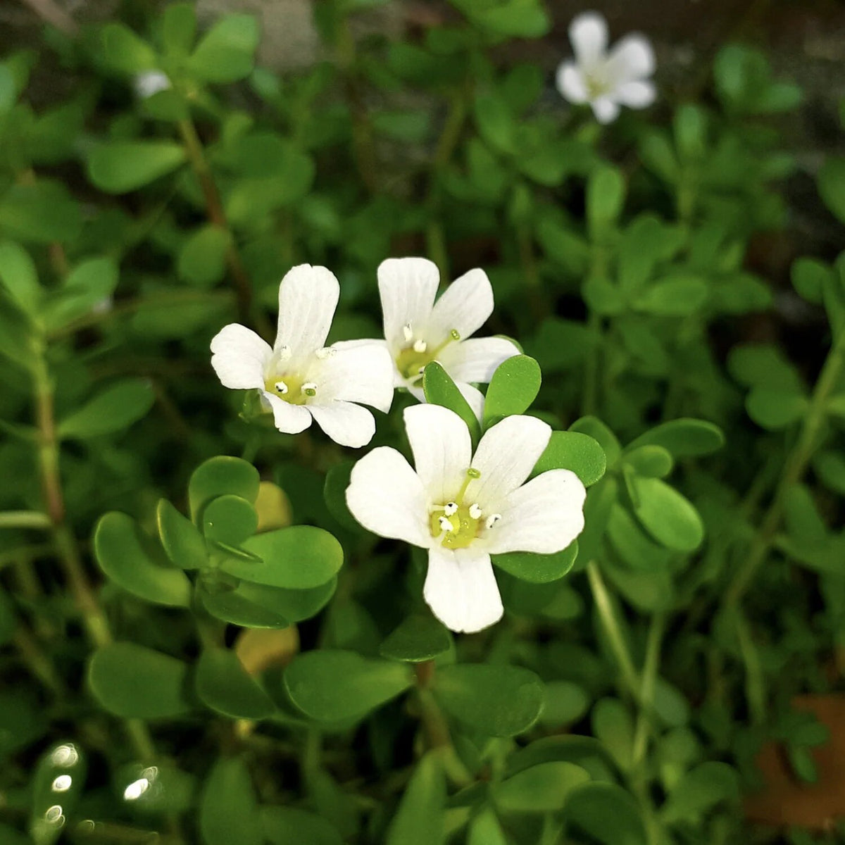 Brahmi Plant Seeds for Planting with Bacopa monnieri foliage and white flowers
