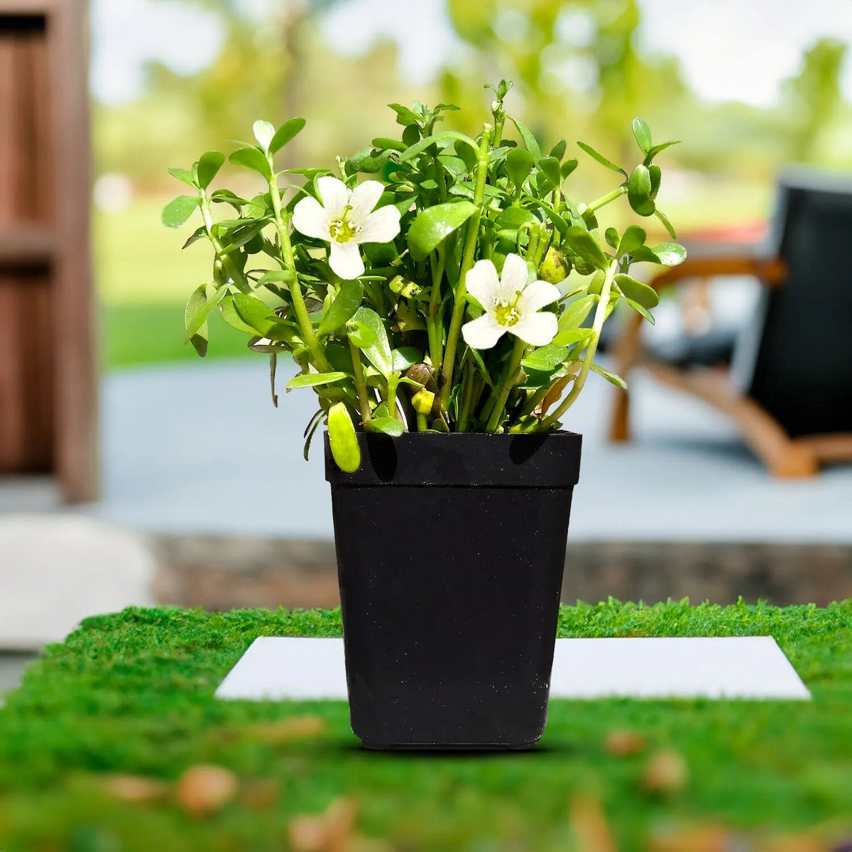 Brahmi Plant Seeds for Planting with Bacopa monnieri foliage and white flowers