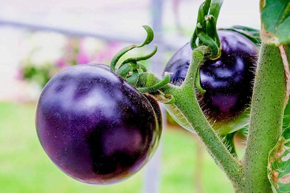 Brandywine Purple Tomato Seeds