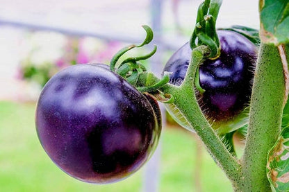 Brandywine Purple Tomato Seeds