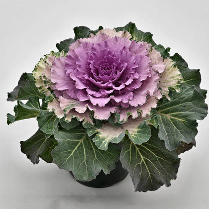 Mixed Cabbage Seeds