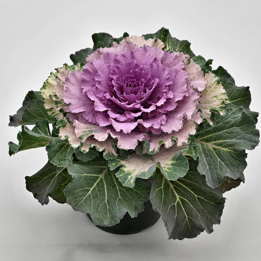 Mixed Cabbage Seeds