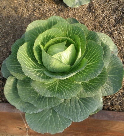 Macaroni Cabbage Vegetable Seeds for Planting – Heirloom Non-GMO Garden Seeds