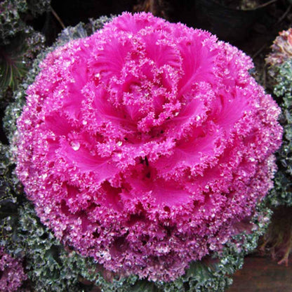 Pink Cabbage Seeds