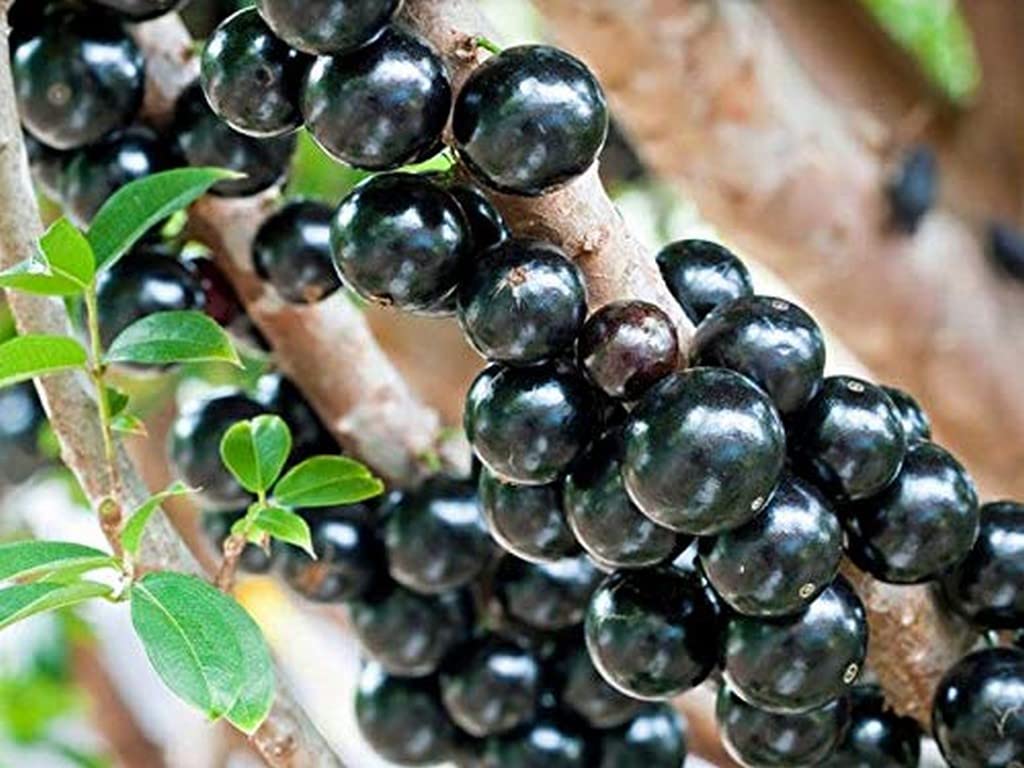 brazilian grape tree seeds