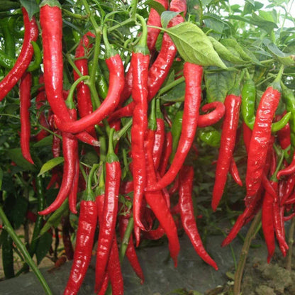 Brazilian Chili Seeds