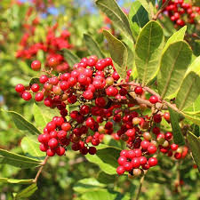 Brazilian Pepper Tree Seeds for Planting