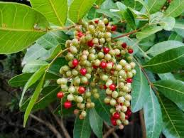 Brazilian Pepper Tree Seeds for Planting