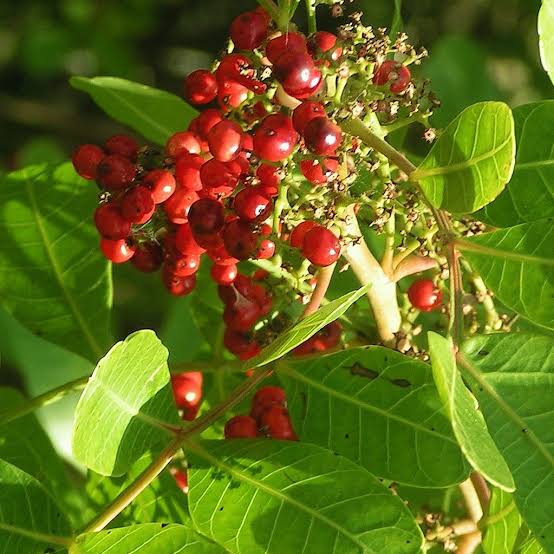 Brazilian Pepper Tree Seeds for Planting