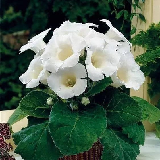 White Brazilian flower seeds