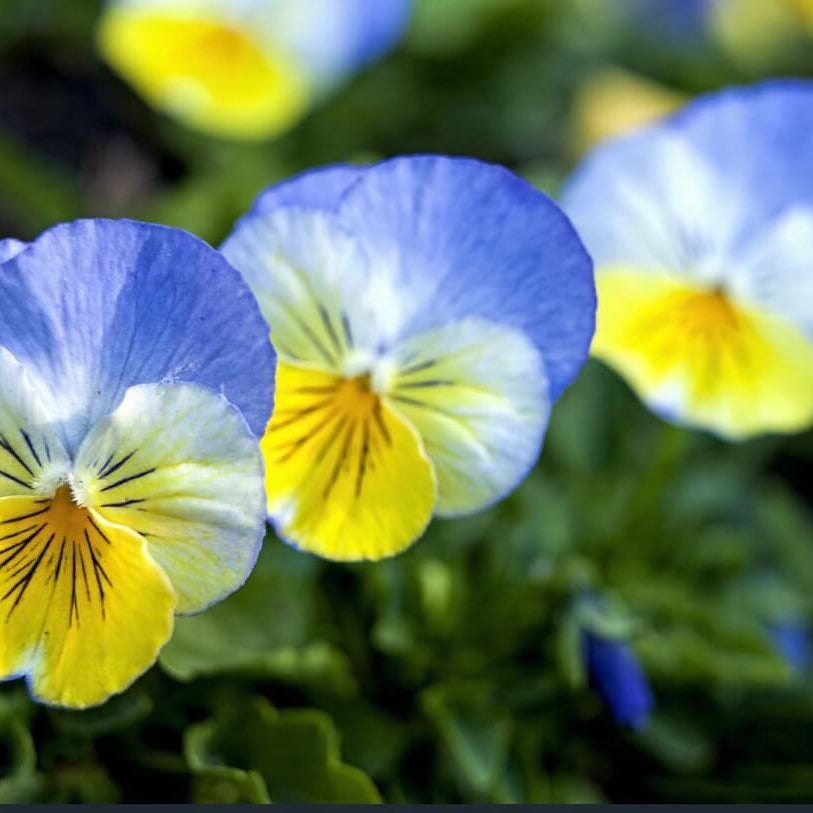 Blue Yellow Pansy plant