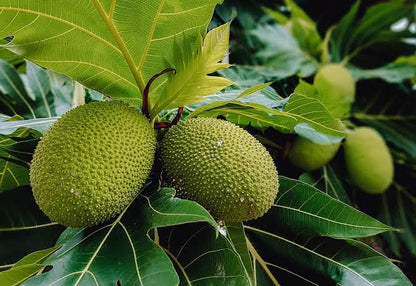 Fresh breadfruit seeds for planting and growing a tropical breadfruit tree with broad green leaves and edible fruit in a warm-climate garden.