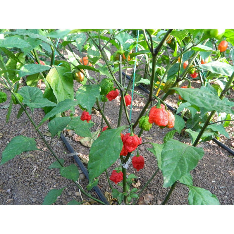 Bhut Jolokia Chili Seeds for Planting – Heirloom Non-GMO Garden Seeds