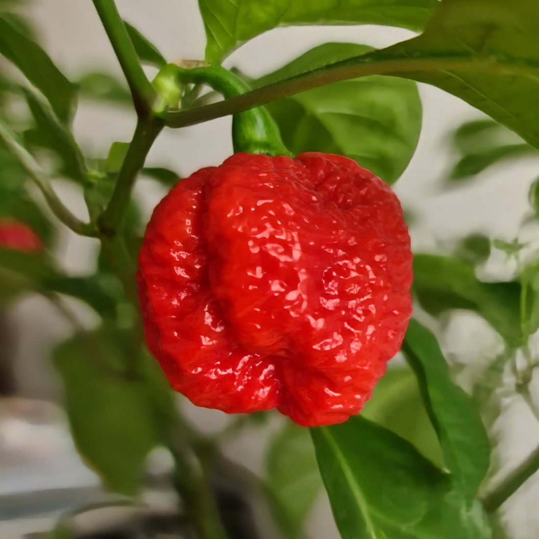 Bhut Jolokia Chili Seeds