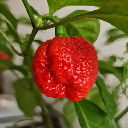 Bhut Jolokia Chili Seeds