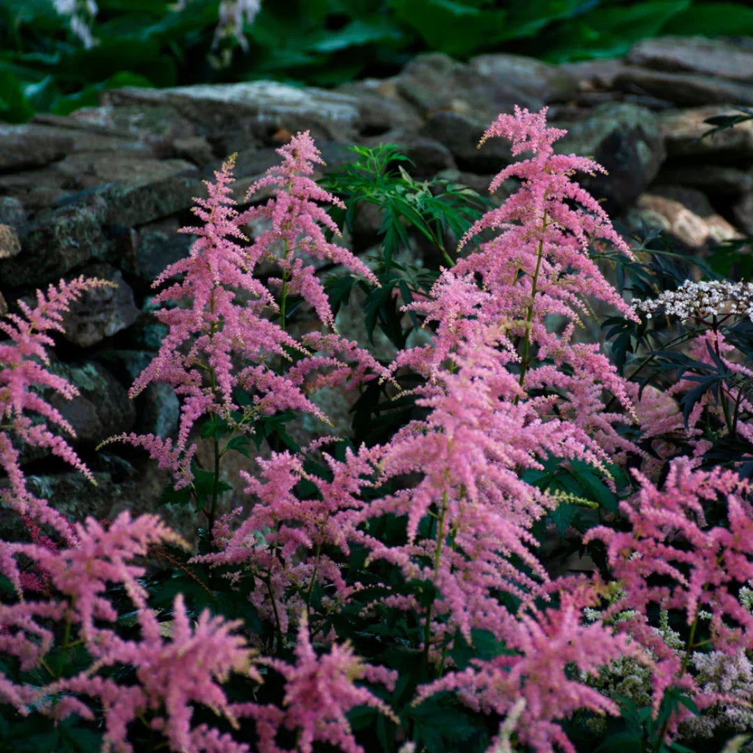 Bressingham Perennial flower seeds