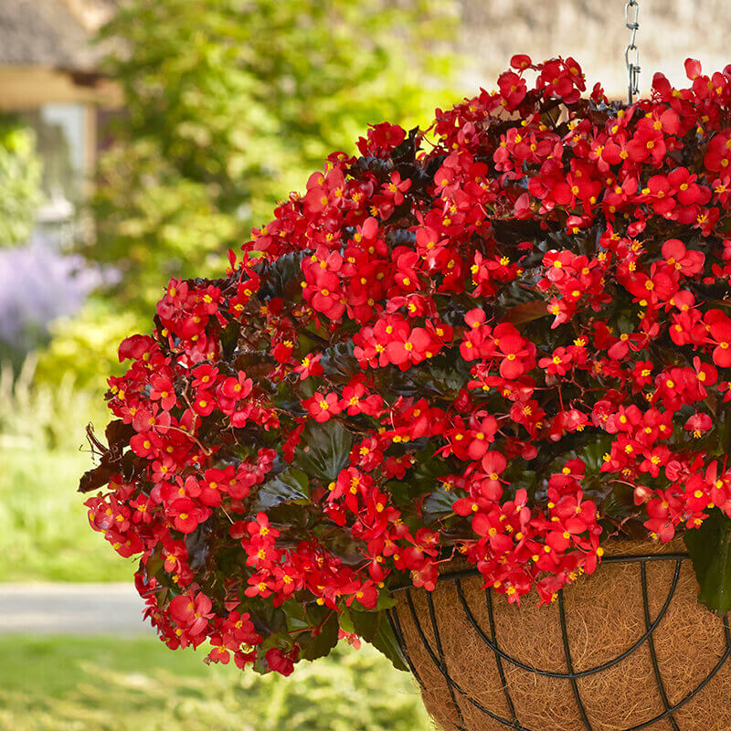 Begonia flower seeds