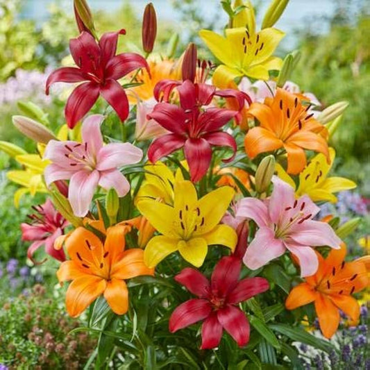 Big Lily flower seeds