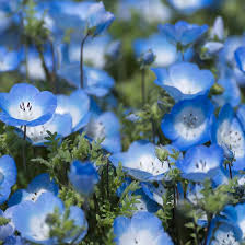 Phacelia Campanularia Blue Flowers with Green Foliage