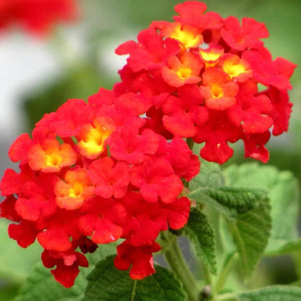 Lantana Camara flower seeds