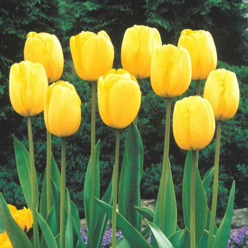 Light Yellow flower seeds