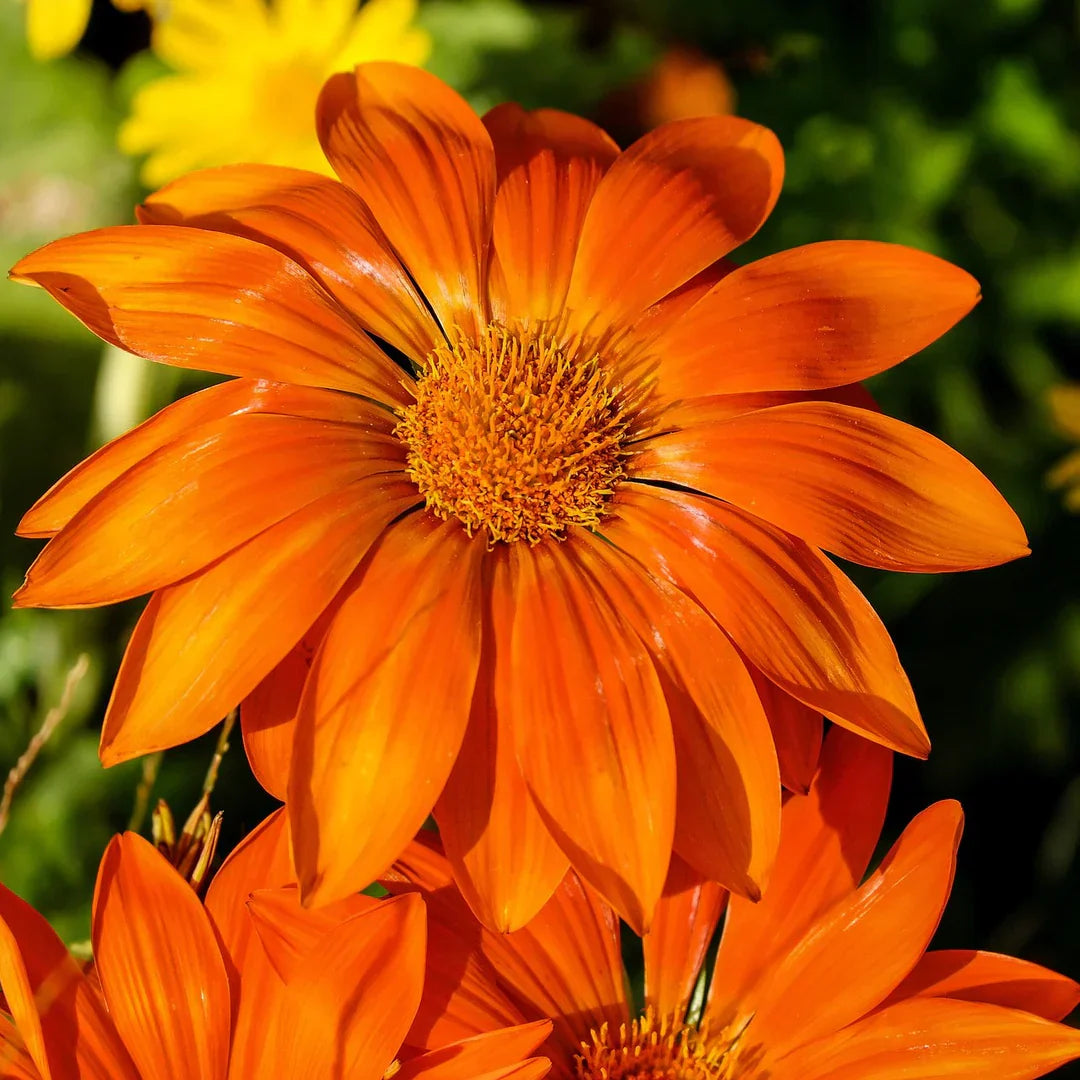 Bright Orange flower seeds