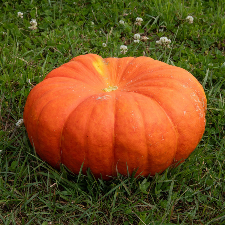 Red French Pumpkin Seeds