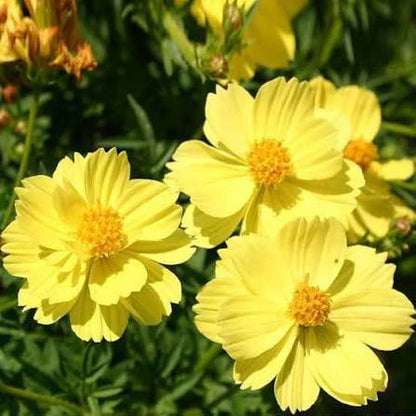 Vibrant yellow Sunshine Cosmos flowers blooming in a sunny garden
