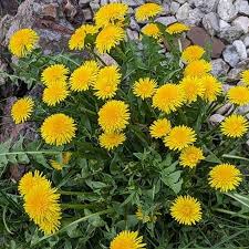 Bright Yellow Dandelion Flowers Blooming in Garden