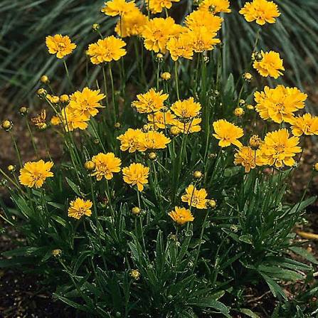 Golden Yellow Early Sunrise Flowers in Sunny Garden