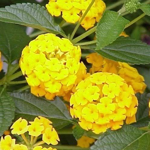 Yellow Verbena Growing in Sunny Garden Border