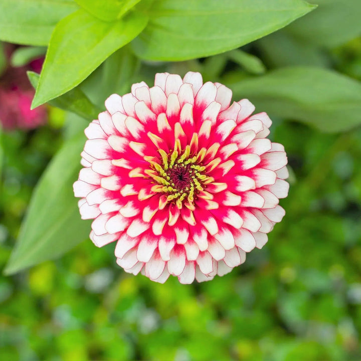 Bright White flower seeds