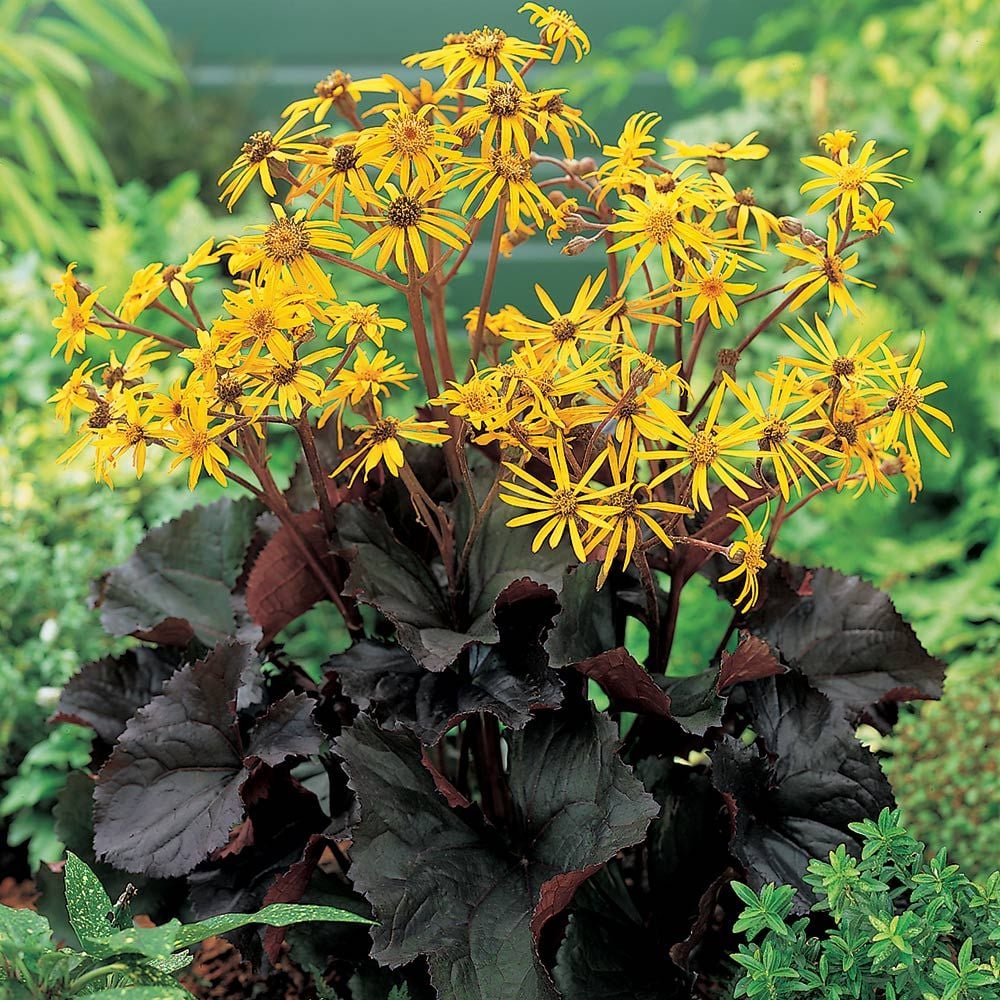 Britt Marie flower seeds