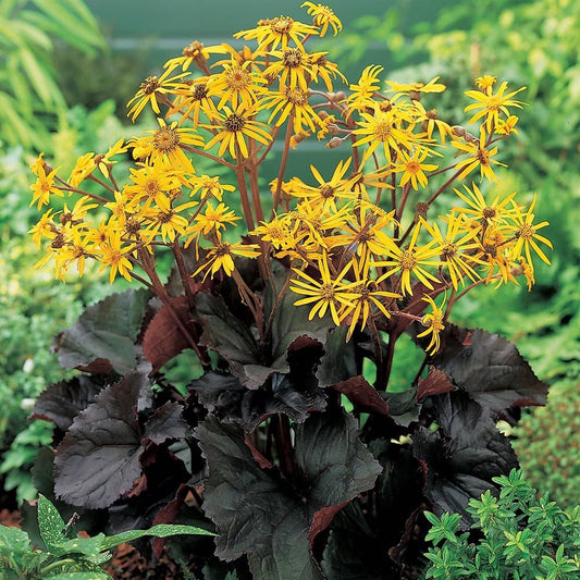 Britt Marie flower seeds